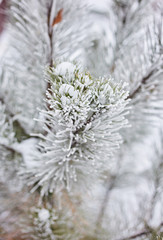 Spruce branches in the forest nature wallpaper background season autumn winter cold frost color blue