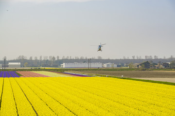helicopter over the flower field, the Netherlands