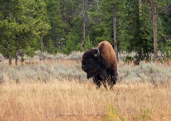 Bison stands in a grassy field