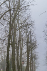 Winter Scene at Venice Park