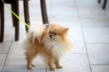 Tenero cagnolino  © mickyso