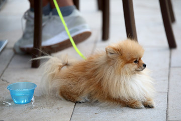 Tenero cagnolino  © mickyso