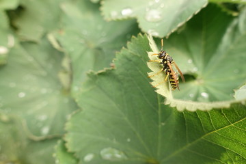 A wasp walking on dew covered leaves in summer