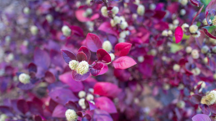 Red leaves bush with little fury white flowers in bloom, blurred background wide image