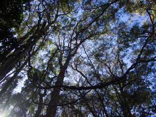 Fototapeta premium Trees in forest at early morning dawn against the blue sky