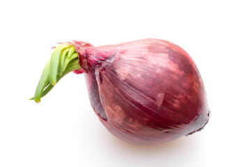 Onion growing with green sprouts on white background.