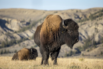 american bison © Dan