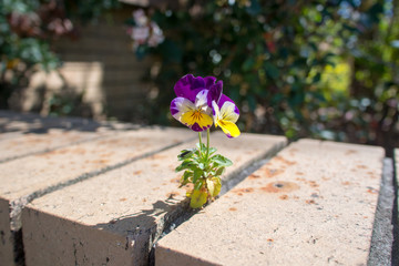 Purple white yellow Pansy plant growing out of brick mortar close up