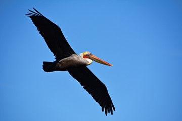 pelican flying in the sky