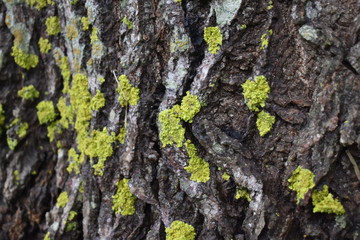 lichen on bark
