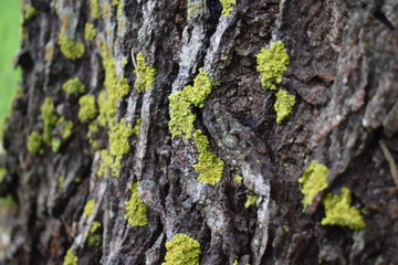 bark of a tree
