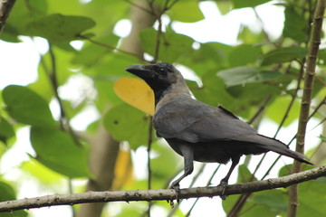 A house Crow in Singapore