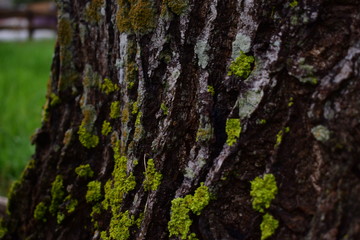 bark of a tree
