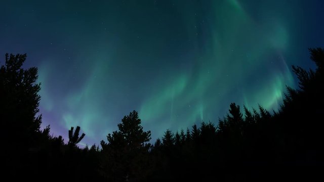 Aurora borealis swirling over forest tree silhouettes, Heidmork Iceland.mov