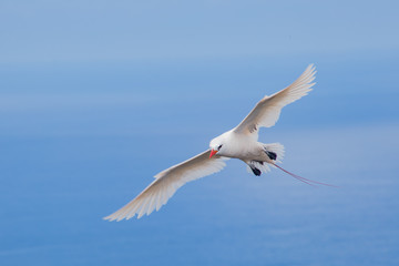 Red Tailed Tropicbird