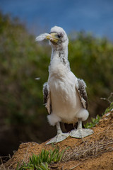 Masked Booby Chick