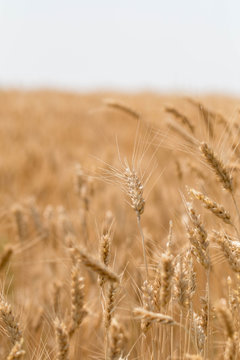 Golden Fields