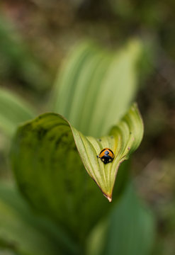 Ladybug
