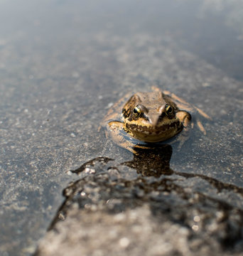 Frog