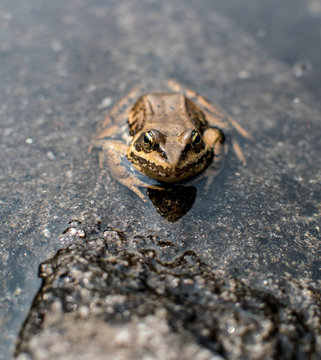 Ribbit