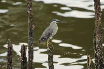 Striated heron in Singapore