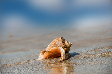 Beautiful seashell Rapana sea waves cast ashore