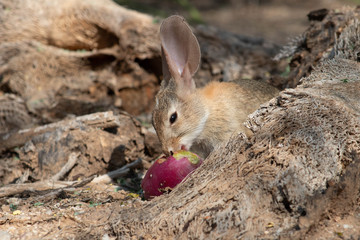 Baby desert cottontail rabbit eating a red prickly pear cactus fruit on the sand. Tucson, Arizona. Summer of 2018.