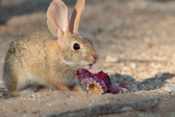 Baby desert cottontail rabbit eating a red prickly pear cactus fruit on the sand. Tucson, Arizona. Summer of 2018.