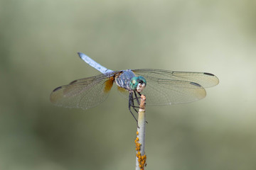 dragonfly with aphids on reed