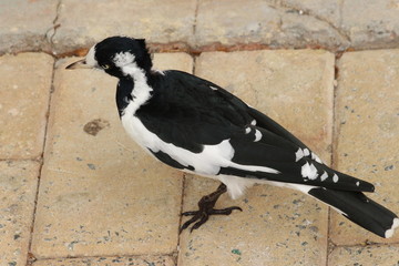 Magpie lark in Australia