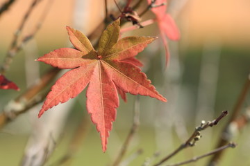 red autumn leaves
