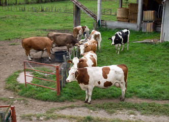 group of cows lined up at the manger on the farm