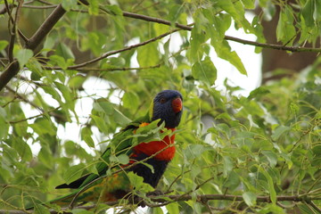 Rainbow Lorikeet in Fremantle