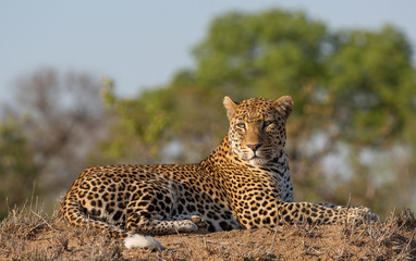 Adult male leopard on a vantage point in great light - image captured in the Greater Kruger National Park 