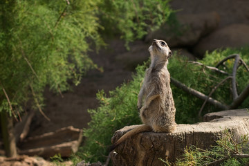 Naklejka na ściany i meble Portrait of cute meerkat looking up.