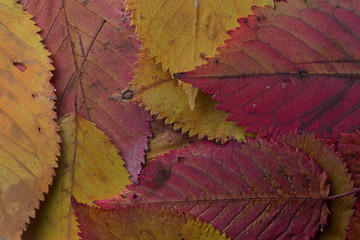 texture of autumn leaves