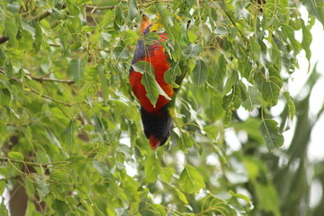 Rainbow Lorikeet in Fremantle