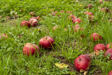 Red ripe apples on the grass