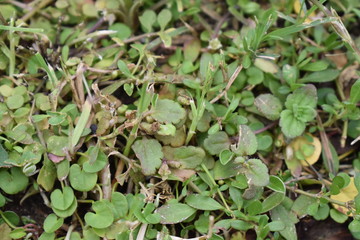 sprouts in the garden
