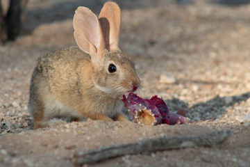 A desert cottontail rabbit, Sylvilagus audubonii, eating a red prickly pear cactus fruit in the Sonoran Desert. A cute bunny, enjoying a meal from cacti. Pima County, Tucson, Arizona, USA.