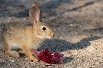 A desert cottontail rabbit, Sylvilagus audubonii, eating a red prickly pear cactus fruit in the Sonoran Desert. A cute bunny, enjoying a meal from cacti. Pima County, Tucson, Arizona, USA.