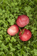 Red ripe apples on the grass