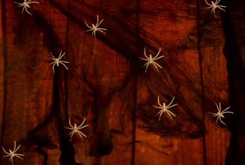 spider web and several spiders walking on it baclground