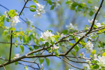 Bloooming apple tree branches.