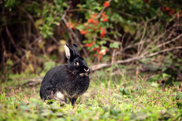 Nice black rabbit