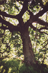Fototapeta na wymiar Old and gloomy fig tree.