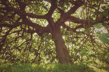 Fototapeta premium Old and gloomy fig tree.