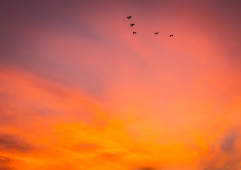Flock of birds flying on the sunset on a V pattern