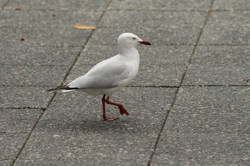 Silver Gull in Fremantle
