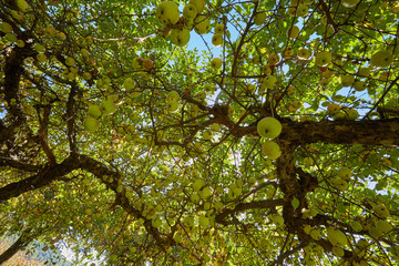 Apple trees ready to harvest